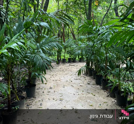 שביל עם עציצים וצמחים ירוקים בגן